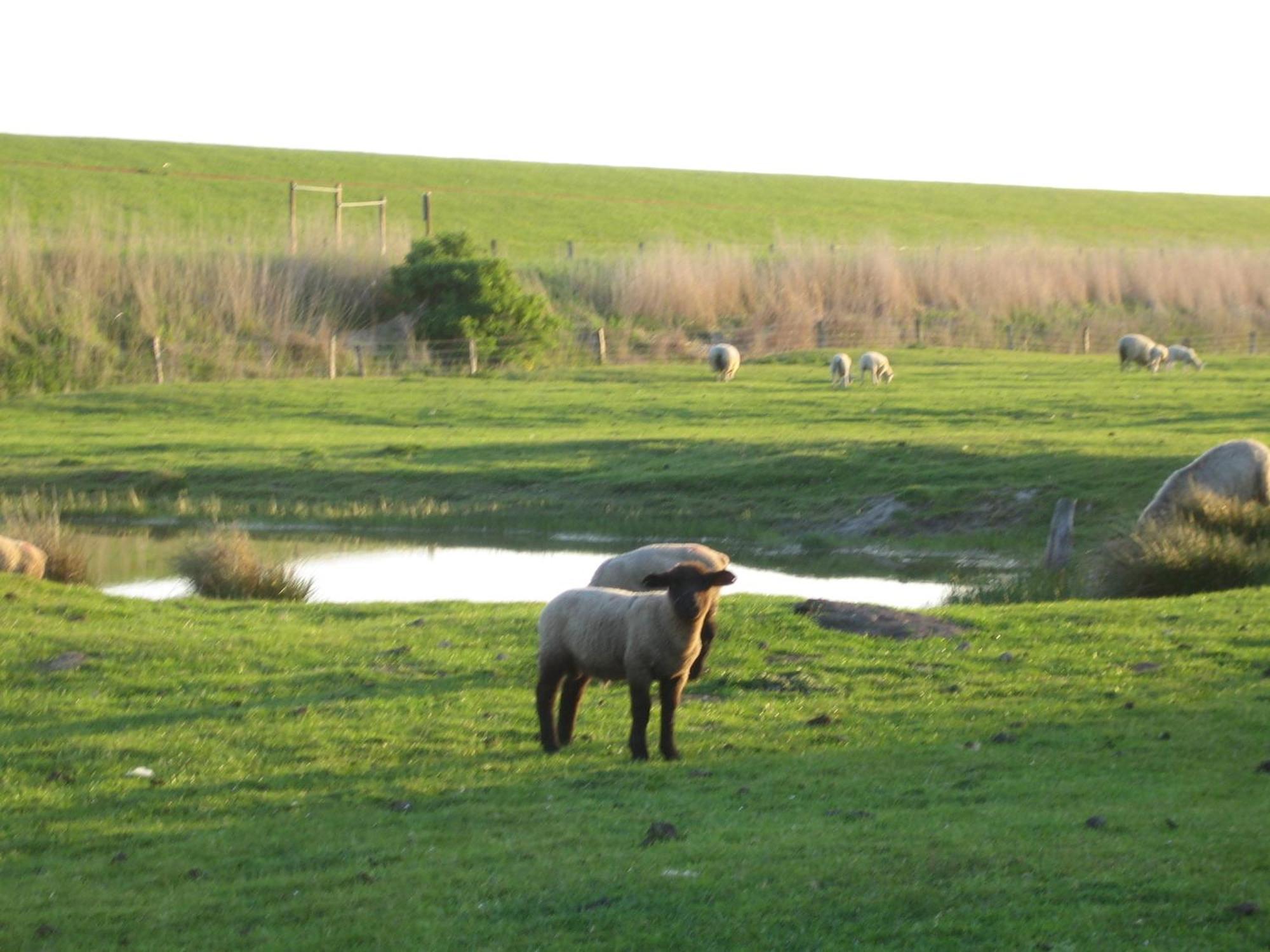 Haus Halligblick, Ferienwohnungen am Wattenmeer, Whg Hamburger Hallig Dagebüll Exterior foto